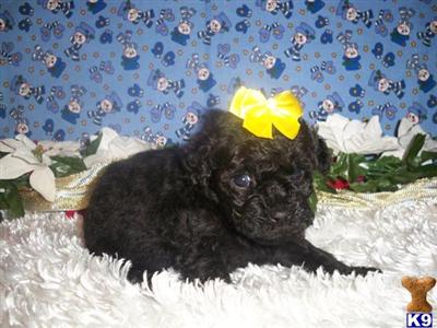 Poodle Puppies for Sale